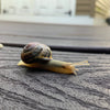 Take it slow snail sticker, life mantra vinyl sticker with a snail illustration
