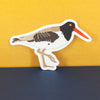 American Oystercatcher bird vinyl sticker