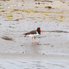 photo of an American Oystercatcher at Barnegat Light, New Jersey