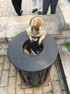 raccoon in Montreal Canada