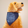 navy blue bandanna for Chicago dog